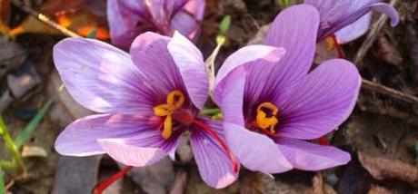 CUCINARE CON LO ZAFFERANO