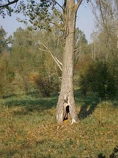 ZAMPETTATA DOMENICALE AL PARCO DEL TICINO