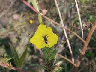 ZAMPETTATA DOMENICALE AL PARCO DEL TICINO