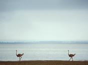 Bollettino Caccia…Piemonte.