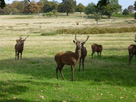 Cosa vedere a Londra Parte2: I Parchi