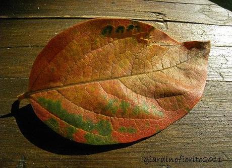 Il colore dell’autunno