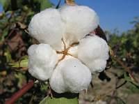 2005_01_31_cotton_boll