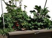 orto terrazzo ORTOALTO