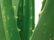 Impieghi terapeutici dell'Aloe vera nella dieta, cosmesi nelle terapie antitumorali