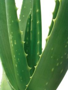 aloe