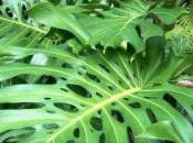 Philodendron