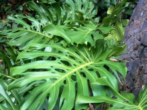 Philodendron