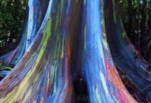 albero-arcobaleno10