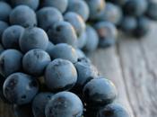 Tempo vendemmia