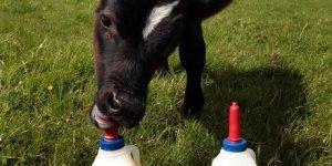 Uenuku – Shock Nuova Zelanda, Richie McCow sceglie l’Argentina!