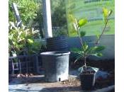 Come rinvasare pianta: ecco come fare passo dopo