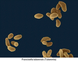 tularemia come agente arma biologica: l'agente viene irrorato corso dell'operazione 