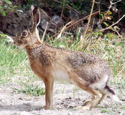 tularemia come agente arma biologica: l'agente viene irrorato corso dell'operazione 