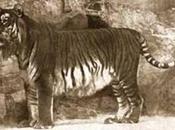 Animali estinti: tigre Caspio