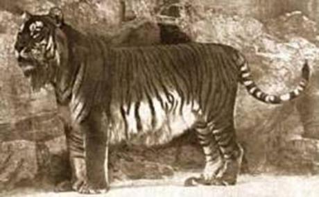 tigre ircana 1