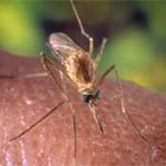 Allerta Virus del Nilo ed aumento delle zanzare portatrici nel bacino del Mediterraneo