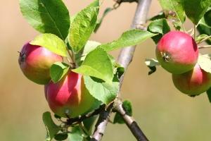 Proprietà curative delle Mele Bio per Bambini