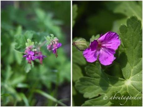 piante tappezzanti: Geranium macrorrhizum