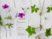 Come prepara erbario