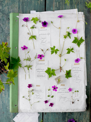 Come si prepara un erbario