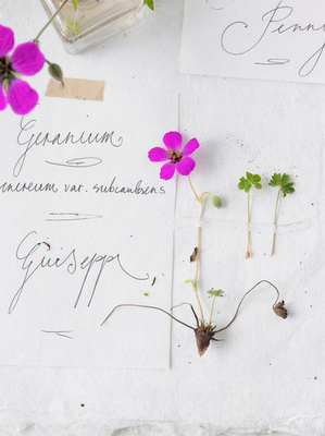 Come si prepara un erbario