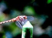 Libellula