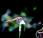 Libellula