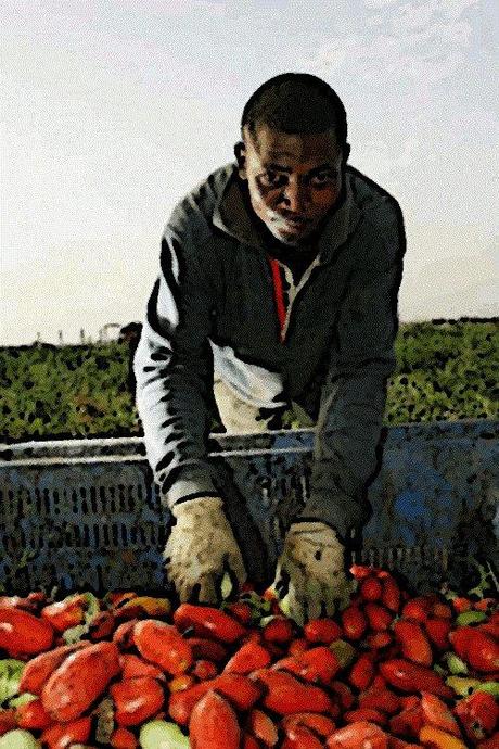 i pomodori gli stalinisti non li raccolgono – di Iannozzi Giuseppe