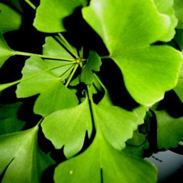  Ginkgo Biloba una pianta utile nella Sclerosi Multipla? Uno studio americano