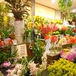 il giardino di boboli al mercato