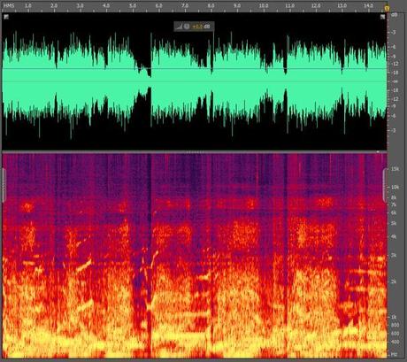 Spettrogramma del canto delle megattere