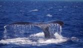 balene Tonga