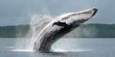 Una balena nei mari di Vava'u
