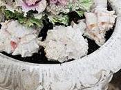 cavolo ornamentale