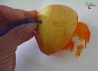 L’IMPRONTA DELLA MELA