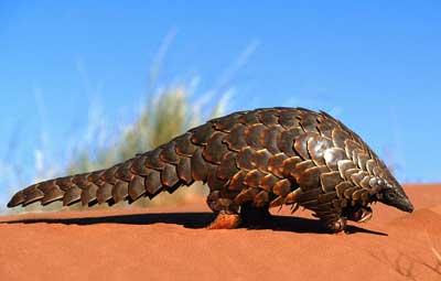 What a Pangolin! Ubuntu 12.04 LTS name genealogy