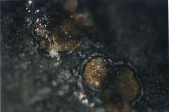 Marte fu temperato e umido, simile alla Terra di oggi marte temperatura