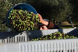 Atri, all’Ipab Ricciconti la raccolta delle olive si trasforma in un gesto di solidarietà | Cronaca | Teramo