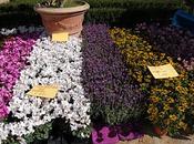 "Nel segno Giglio" Autunno- parte