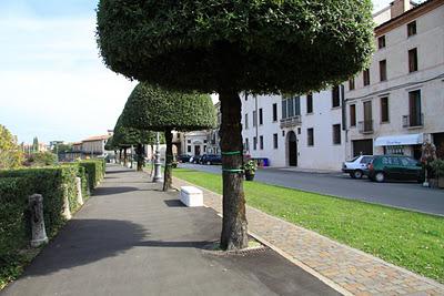 i lecci di piazza dei Martiri di Bassano del Grappa