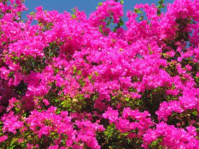 La meravigliosa Bougainville