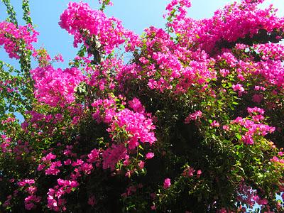 La meravigliosa Bougainville