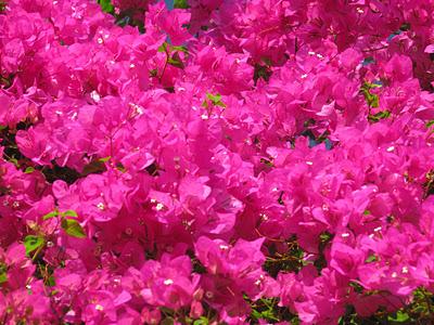 La meravigliosa Bougainville