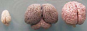 Il nostro cervello