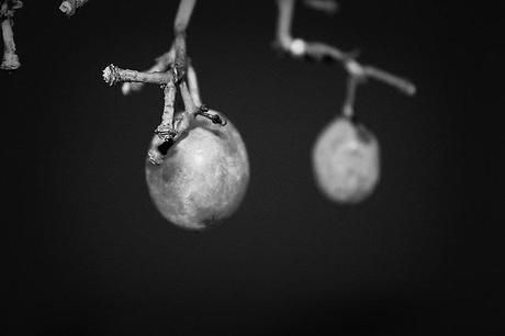 Weekend tra freddi venti di Grecale.