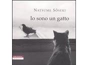 sono Gatto
