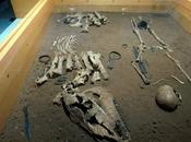 Arabia: cane cavallo preistorici addomesticati.