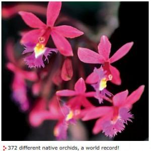 Un sogno fra le orchidee: in Peru’ con Inkaterra