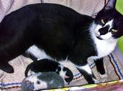 Roba gatti: come erano.